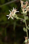 Toothed whitetop aster 